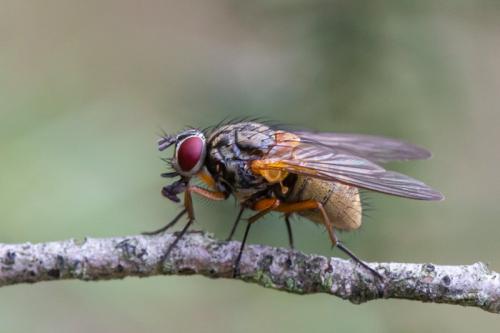 Réf. 317 008 : Mydaea corni